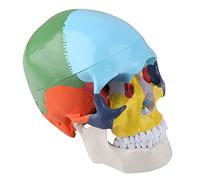 YDuupxe Human Skull Life Size Model Anatomical Detachable Skull Head with Magnet Fixation Color Identification for Teaching and Research
