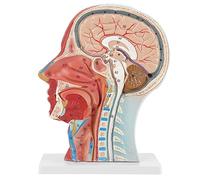 Yechiry 1:1 Half Head Model, Human Half Head Superficial Neurovascular Model, Anatomical Head Model, 81 Parts Directional Signs, with Musculature, for Medical Biology Anatomy Education