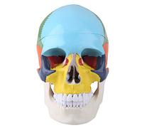 Yechiry Human Skull Model, Life Size 3 Piece Detachable Mandible | Anatomical Teaching Aid, Plastic, Natural Jaw Motion, Color Coded Bones, Identification Card, Classroom Use