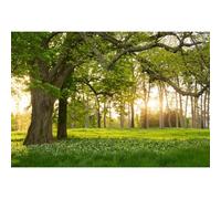 Yeele 7x5ft Spring Forest Scenic Backdrop for Photoshoot Green Grassland Huge Tree Forest Sunlight Landscape Background for Hiking Camping Party Decor Kids Adults Family Portrait Studio Shoot Prop