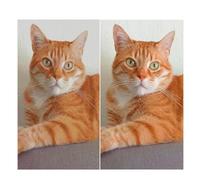 Yeemell Personalised Cross Stitch Kit from Your Own Photo, Custom DIY Needlepoint Embroidery Kit for Beginners & Adults, Pre-Printed Aida Cloth, Handmade Gift Wall Art Decor(40×50CM)