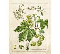 Yelacecca Hops Plant Art Print Poster Decor Vintage Bar Pub Craft Beer Home Brewing Gift Wall Art Decor Metal Sign Poster 8X12 Inches