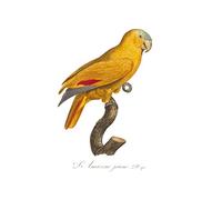 Yellow Amazon Bird Art Print Poster Wall Decor