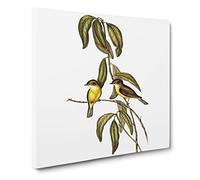 Yellow bellied flycatcher Birds by Elizabeth Gould Canvas Print | Gallery Wrapped 30mm Frame Wall Art | 20x20 inches | Ready to Hang | Retro Bird Picture | Living Room Bedroom Lounge Office