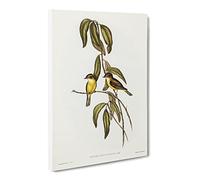 Yellow Bellied Flycatcher Birds By Elizabeth Gould Canvas Print | Gallery Wrapped 30mm Frame Wall Art | 24x16 inches | Ready to Hang | Retro Bird Picture | Living Room Bedroom Lounge Office