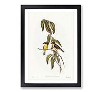 Yellow-Bellied Flycatcher Birds by Elizabeth Gould Framed Print | A2 Black Framed Wall Art | Ready to Hang | Modern Nature Picture | Living Room Bedroom Lounge Office