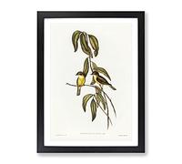 Yellow Bellied Flycatcher Birds By Elizabeth Gould Vintage Framed Print | A3 Black Framed Wall Art | Ready to Hang | Classic Nature Picture | Living Room Bedroom Lounge Office