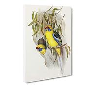 Yellow Bellied Parakeet Birds By Elizabeth Gould Canvas Print | Gallery Wrapped 30mm Frame Wall Art | 30x20 inches | Ready to Hang | Retro Bird Picture | Living Room Bedroom Lounge Office
