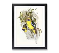 Yellow Bellied Parakeet Birds By Elizabeth Gould Vintage Framed Print | A2 Black Framed Wall Art | Ready to Hang | Classic Nature Picture | Living Room Bedroom Lounge Office