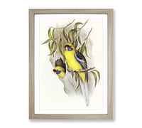 Yellow Bellied Parakeet Birds By Elizabeth Gould Vintage Framed Print | A4 Oak Framed Wall Art | Ready to Hang | Classic Nature Picture | Living Room Bedroom Lounge Office