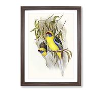 Yellow Bellied Parakeet Birds By Elizabeth Gould Vintage Framed Print | A4 Walnut Framed Wall Art | Ready to Hang | Classic Nature Picture | Living Room Bedroom Lounge Office