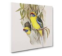 Yellow bellied Parakeets by Elizabeth Gould Canvas Print | Gallery Wrapped 30mm Frame Wall Art | 14x14 inches | Ready to Hang | Retro Bird Picture | Living Room Bedroom Lounge Office