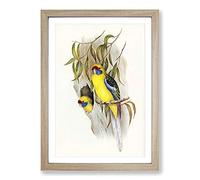 Yellow-Bellied Parakeets by Elizabeth Gould Framed Print | A2 Oak Framed Wall Art | Ready to Hang | Modern Nature Picture | Living Room Bedroom Lounge Office