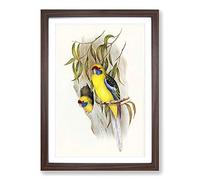 Yellow-Bellied Parakeets by Elizabeth Gould Framed Print | A2 Walnut Framed Wall Art | Ready to Hang | Modern Nature Picture | Living Room Bedroom Lounge Office