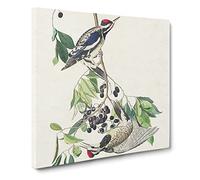 Yellow bellied Woodpeckers Bird by John James Audubon Canvas Print | Gallery Wrapped 30mm Frame Wall Art | 14x14 inches | Ready to Hang | Retro Animals Picture | Living Room Bedroom Lounge Office