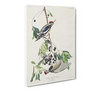 Yellow Bellied Woodpeckers By John James Audubon Canvas Print | Gallery Wrapped 30mm Frame Wall Art | 24x16 inches | Ready to Hang | Retro Picture | Living Room Bedroom Lounge Office