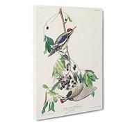 Yellow-bellied Woodpeckers by John James Audubon Canvas Print | Gallery Wrapped 30mm Frame Wall Art | 30x20 inches | Ready to Hang | Contemporary Picture | Living Room Bedroom Lounge Office