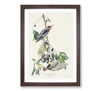Yellow-Bellied Woodpeckers by John James Audubon Framed Print | A2 Walnut Framed Wall Art | Ready to Hang | Modern Animal Picture | Living Room Bedroom Lounge Office