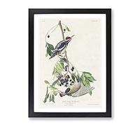 Yellow Bellied Woodpeckers By John James Audubon Vintage Framed Print | A3 Black Framed Wall Art | Ready to Hang | Classic Animal Picture | Living Room Bedroom Lounge Office