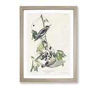 Yellow Bellied Woodpeckers By John James Audubon Vintage Framed Print | A4 Oak Framed Wall Art | Ready to Hang | Classic Animal Picture | Living Room Bedroom Lounge Office
