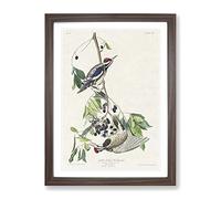 Yellow Bellied Woodpeckers By John James Audubon Vintage Framed Print | A4 Walnut Framed Wall Art | Ready to Hang | Classic Animal Picture | Living Room Bedroom Lounge Office