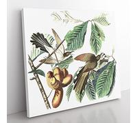 Yellow billed Cuckoo Birds by John James Audubon Vintage Canvas Wall Art Print Ready to Hang, Framed Picture for Living Room Bedroom Home Office Décor, 35x35 cm (14x14 Inch)