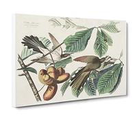 Yellow Billed Cuckoo Birds By John James Audubon Vintage Canvas Wall Art Print Ready to Hang, Framed Picture for Living Room Bedroom Home Office Décor, 20x14 Inch (50x35 cm)