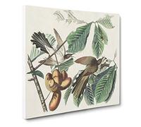 Yellow billed Cuckoo Birds by John James Audubon Vintage Canvas Wall Art Print Ready to Hang, Framed Picture for Living Room Bedroom Home Office Décor, 14x14 Inch (35x35 cm)