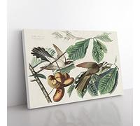 Yellow Billed Cuckoo Birds By John James Audubon Vintage Canvas Wall Art Print Ready to Hang, Framed Picture for Living Room Bedroom Home Office Décor, 50x35 cm (20x14 Inch)