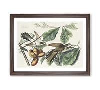 Yellow Billed Cuckoo Birds By John James Audubon Vintage Framed Wall Art Print, Ready to Hang Picture for Living Room Bedroom Home Office Décor, Walnut A4 (34 x 25 cm)