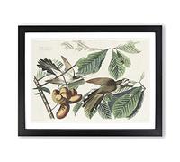 Yellow Billed Cuckoo Birds By John James Audubon Vintage Framed Wall Art Print, Ready to Hang Picture for Living Room Bedroom Home Office Décor, Black A3 (46 x 34 cm)