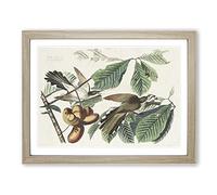 Yellow Billed Cuckoo Birds By John James Audubon Vintage Framed Wall Art Print, Ready to Hang Picture for Living Room Bedroom Home Office Décor, Oak A4 (34 x 25 cm)