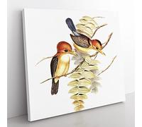 Yellow billed Kingfishers Bird by Elizabeth Gould Vintage Canvas Wall Art Print Ready to Hang, Framed Picture for Living Room Bedroom Home Office Décor, 35x35 cm (14x14 Inch)