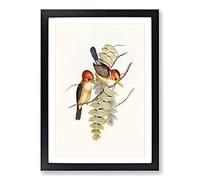 Yellow-Billed Kingfishers by Elizabeth Gould Framed Print | A2 Black Framed Wall Art | Ready to Hang | Modern Nature Picture | Living Room Bedroom Lounge Office