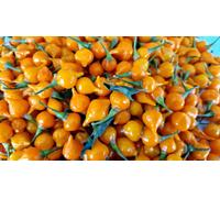 Yellow Biquinho Chilli Seeds - 10 Fresh Seeds