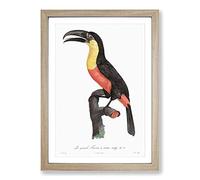 Yellow-Breasted Toucan by Jacques Barraband Framed Print | A2 Oak Framed Wall Art | Ready to Hang | Modern Nature Picture | Living Room Bedroom Lounge Office