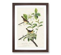 Yellow-Breasted Warbler Birds by John James Audubon Framed Print | A2 Walnut Framed Wall Art | Ready to Hang | Modern Nature Picture | Living Room Bedroom Lounge Office