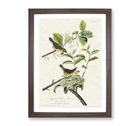 Yellow Breasted Warbler Birds By John James Audubon Vintage Framed Print | A3 Walnut Framed Wall Art | Ready to Hang | Classic Nature Picture | Living Room Bedroom Lounge Office