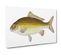 Yellow Carp Fish By Edward Donovan Vintage Canvas Wall Art Print Ready to Hang, Framed Picture for Living Room Bedroom Home Office Décor, 20x14 Inch (50x35 cm)