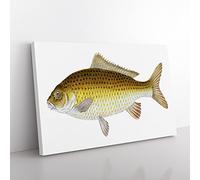 Yellow Carp Fish By Edward Donovan Vintage Canvas Wall Art Print Ready to Hang, Framed Picture for Living Room Bedroom Home Office Décor, 60x40 cm (24x16 Inch)