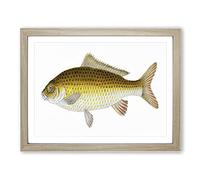 Yellow Carp Fish By Edward Donovan Vintage Framed Wall Art Print, Ready to Hang Picture for Living Room Bedroom Home Office Décor, Oak A4 (34 x 25 cm)