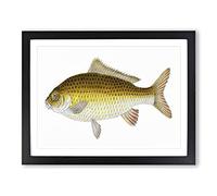 Yellow Carp Fish By Edward Donovan Vintage Framed Wall Art Print, Ready to Hang Picture for Living Room Bedroom Home Office Décor, Black A3 (46 x 34 cm)