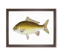 Yellow Carp Fish By Edward Donovan Vintage Framed Wall Art Print, Ready to Hang Picture for Living Room Bedroom Home Office Décor, Walnut A2 (64 x 46 cm)