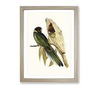 Yellow Collared Parakeet Birds By Elizabeth Gould Vintage Framed Print | A3 Oak Framed Wall Art | Ready to Hang | Classic Nature Picture | Living Room Bedroom Lounge Office