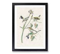 Yellow-Crown Warbler Birds by John James Audubon Framed Print | A2 Black Framed Wall Art | Ready to Hang | Modern Nature Picture | Living Room Bedroom Lounge Office