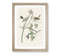 Yellow-Crown Warbler Birds by John James Audubon Framed Print | A2 Oak Framed Wall Art | Ready to Hang | Modern Nature Picture | Living Room Bedroom Lounge Office