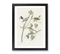 Yellow Crown Warbler Birds By John James Audubon Vintage Framed Print | A2 Black Framed Wall Art | Ready to Hang | Classic Nature Picture | Living Room Bedroom Lounge Office