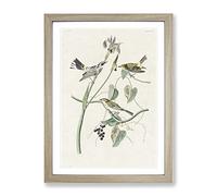 Yellow Crown Warbler Birds By John James Audubon Vintage Framed Print | A2 Oak Framed Wall Art | Ready to Hang | Classic Nature Picture | Living Room Bedroom Lounge Office