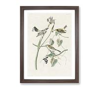 Yellow Crown Warbler Birds By John James Audubon Vintage Framed Print | A2 Walnut Framed Wall Art | Ready to Hang | Classic Nature Picture | Living Room Bedroom Lounge Office