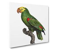 Yellow Crowned Amazon Parrot by F. Levaillant Canvas Print | Gallery Wrapped 30mm Frame Wall Art | 20x20 inches | Ready to Hang | Retro Animals Picture | Living Room Bedroom Lounge Office